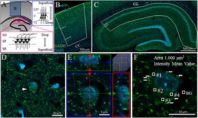 Heterogeneous GAD65 Expression in Subtypes of GABAergic Neurons Across Layers of the Cerebral Cortex and Hippocampus